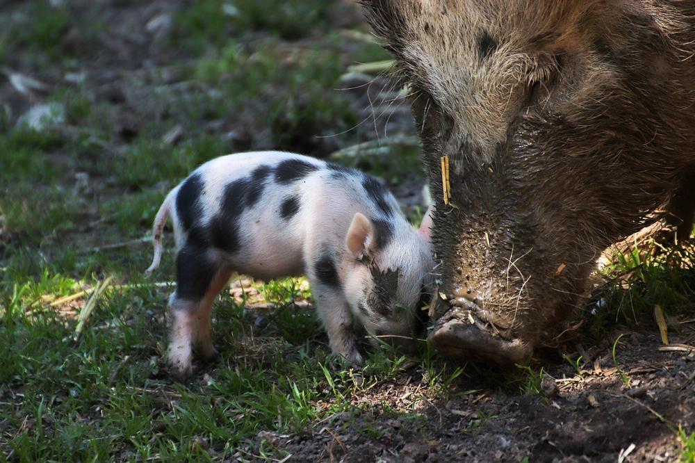 The Impact of Early Weaning on Piglet Health and Development