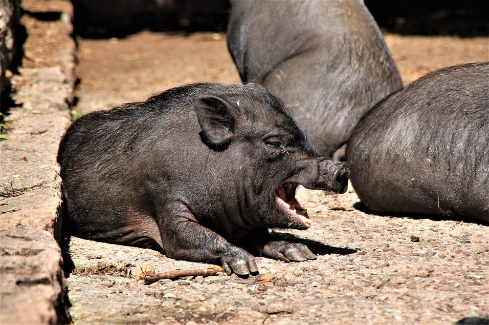 Are Micro Pigs Destructive?