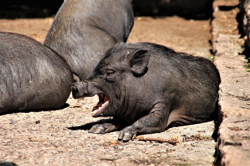 Pig Reproduction: Understanding the Estrous Cycle and Behaviors