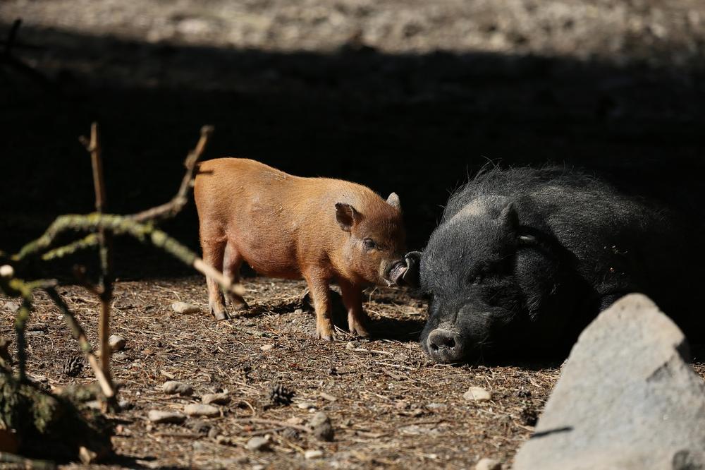 Exploring the Factors Behind Pigs' Aggression Towards Chickens