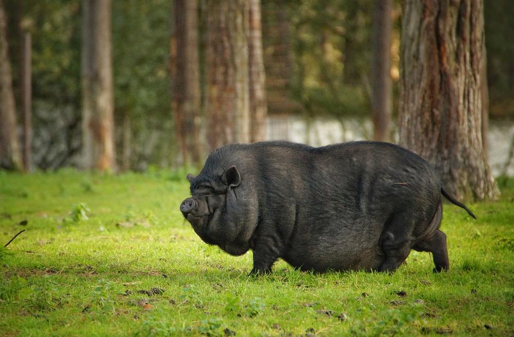 Effective Techniques for Training Potbellied Pigs