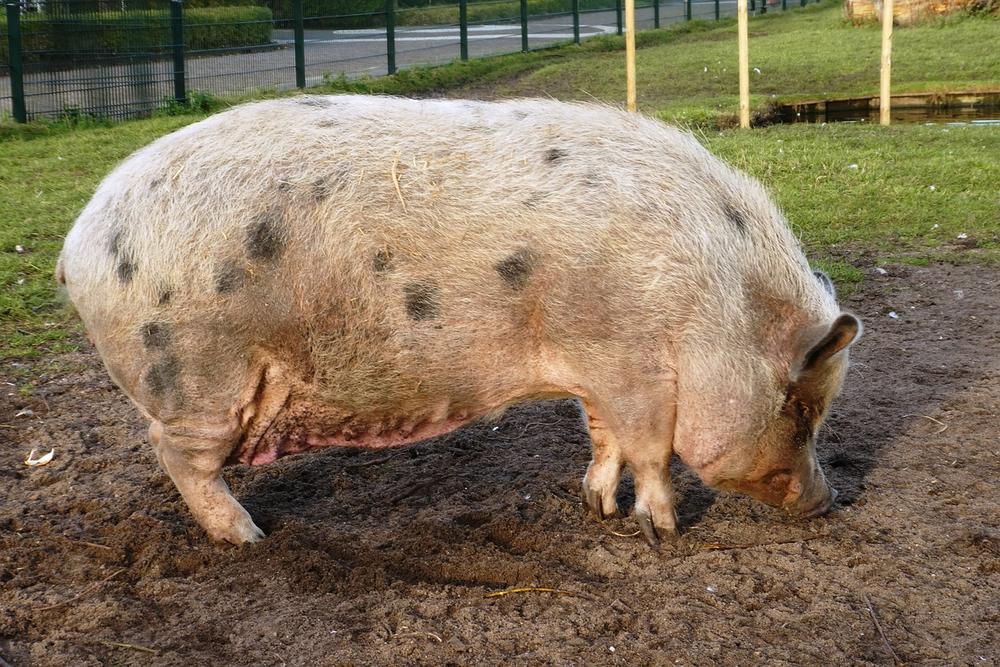 Understanding the Genetic Factors Affecting Pot-Bellied Pig Size