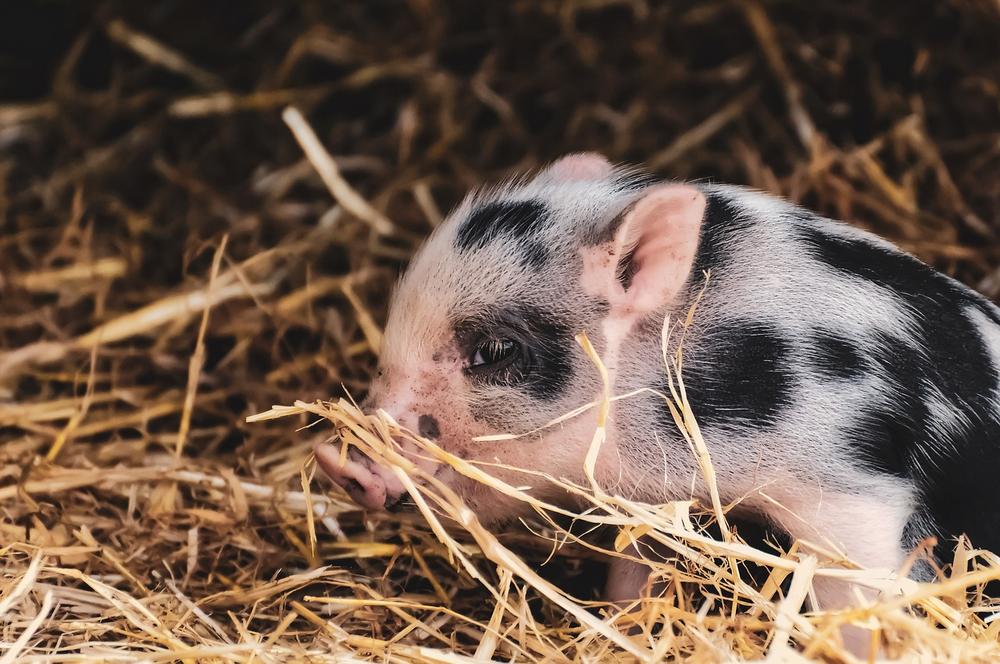 Pigs and Cats: Can They Coexist Peacefully as Pets?