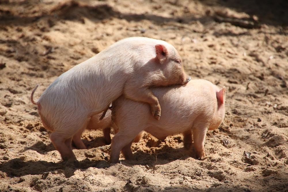 The Incredible Sense of Smell in Pigs