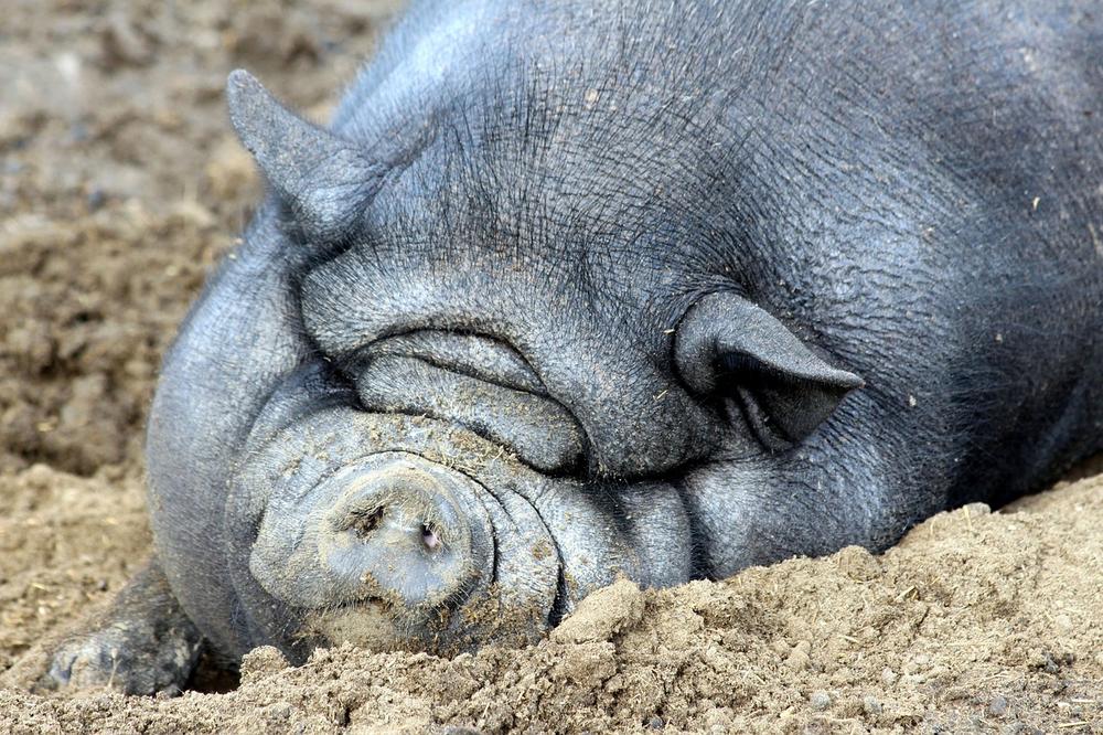 The Fascinating Sleep Habits of Pigs