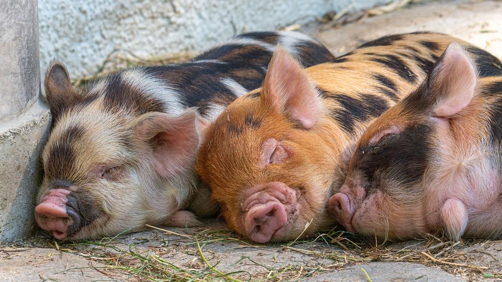 Managing Humidity and Cooling Techniques for Pigs