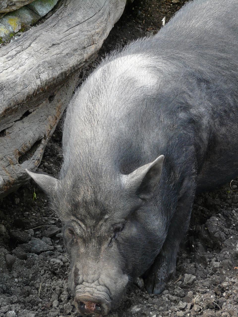 Benefits of Mud for Pigs' Emotional Well-Being