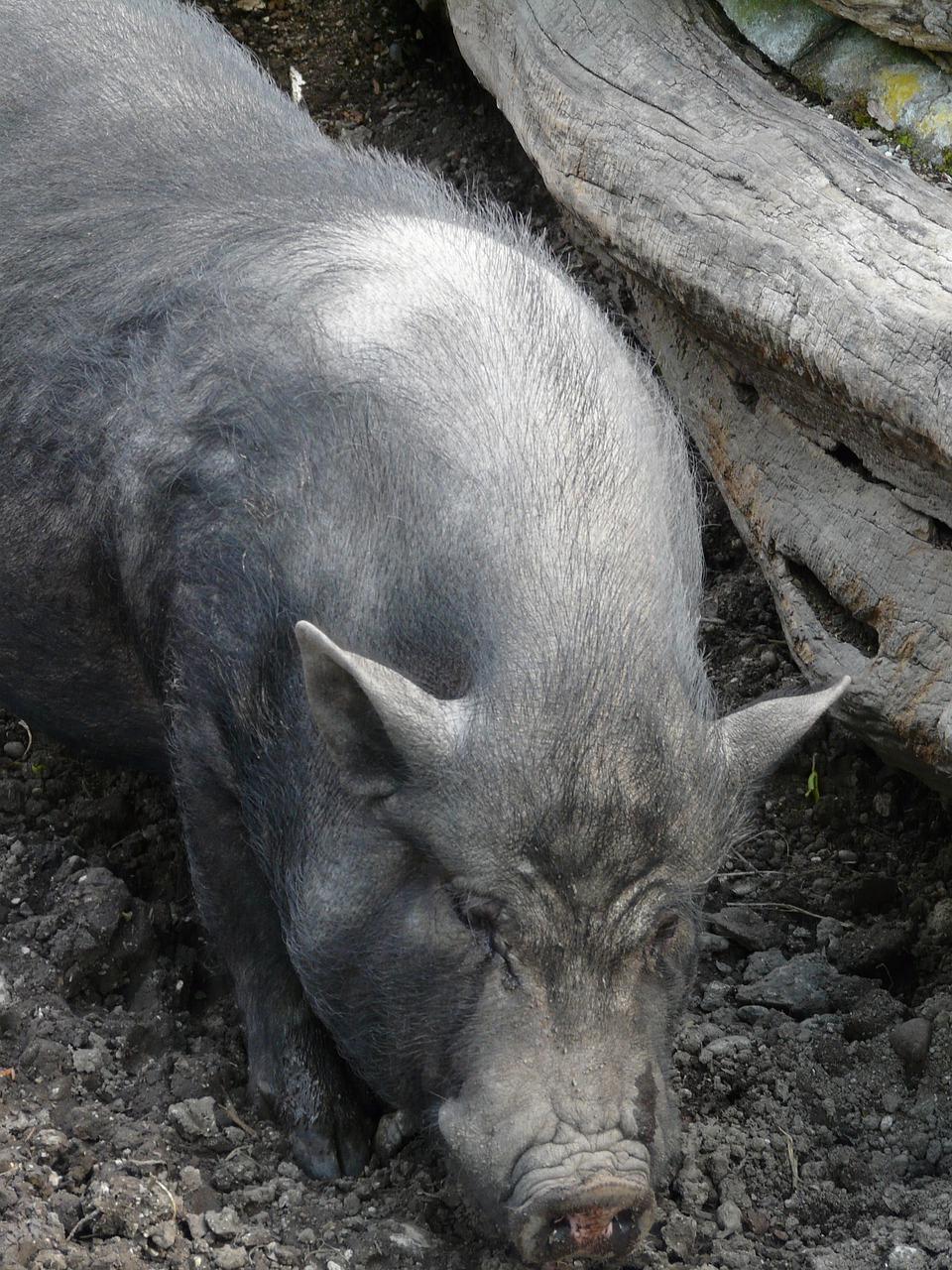 Understanding the Social and Behavioral Needs of Potbellied Pigs