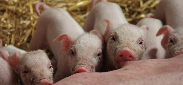 how do pigs show affection