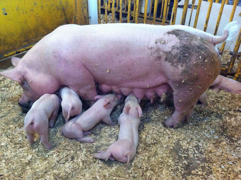 Feeding Pigs: Safety and Considerations for Meat Consumption