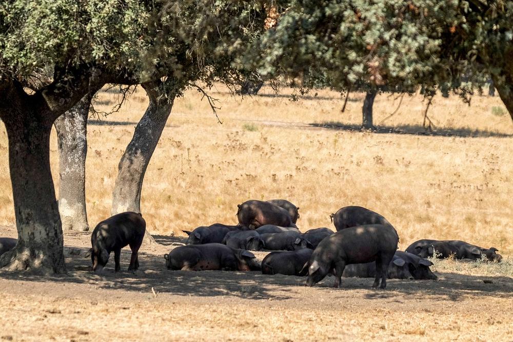 Black Iberian Pig Products: Ham, Chorizo, and More