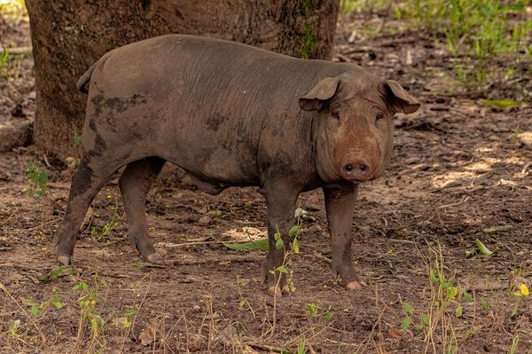 black iberian pigs complete guide