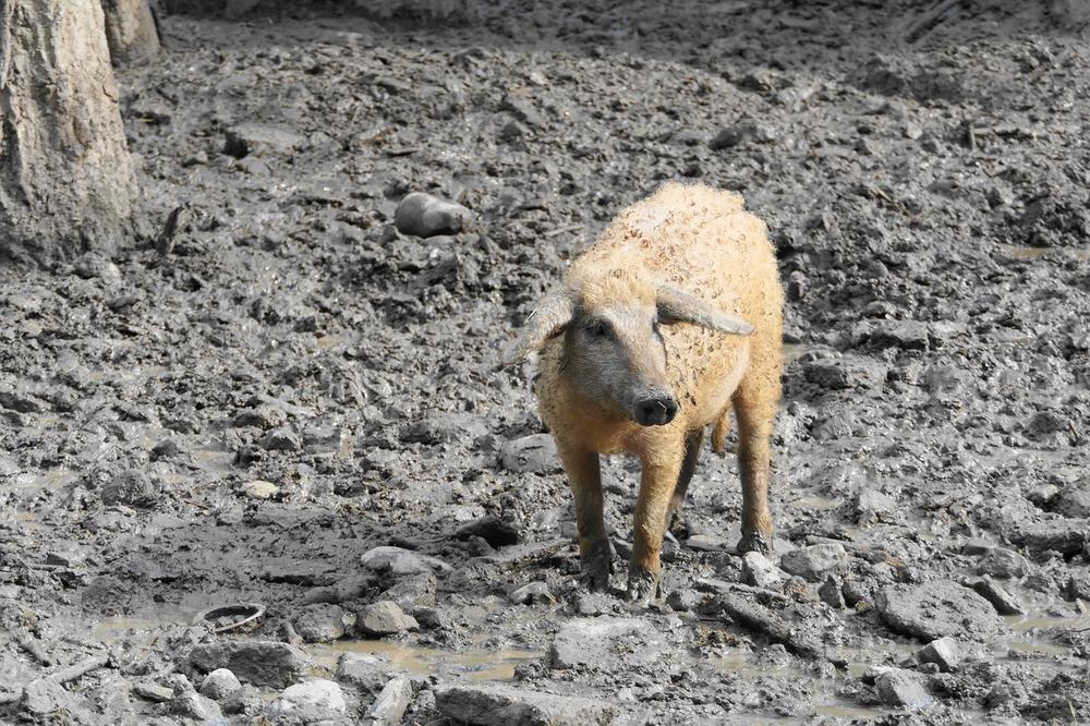 The History of Mangalica Pigs