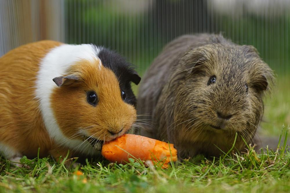 Recommended Practices for Monitoring Pig Reproduction and Guinea Pig Care