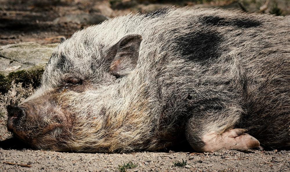 Exploring the Emotional World of Pigs: A Study of Their Feelings