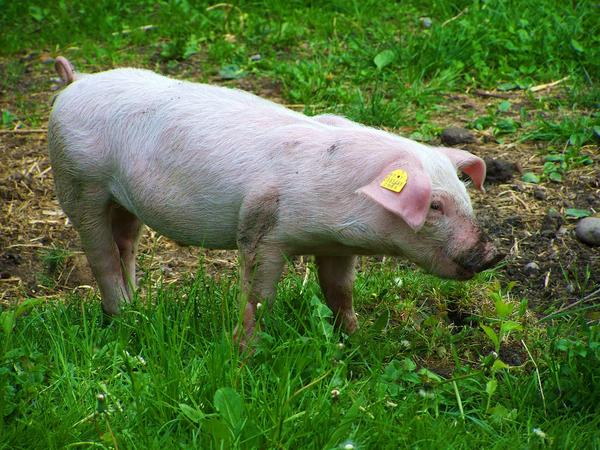 pig behavior and intelligence
