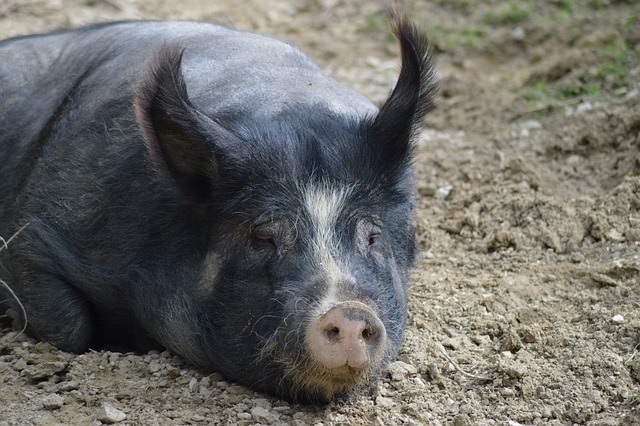 Berkshire Pig