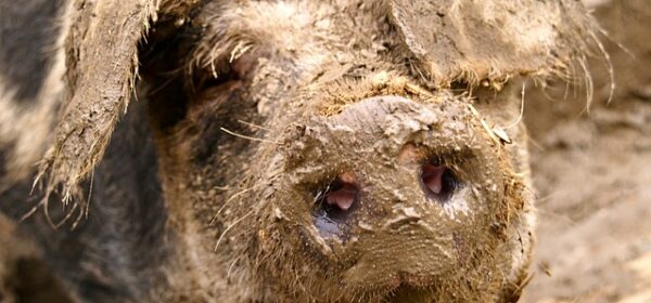 Why Do Pigs NEED Mud to Thrive