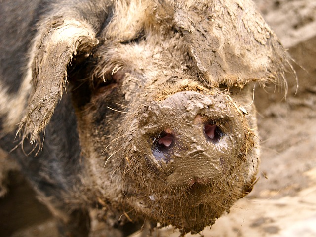Why Do Pigs NEED Mud to Thrive