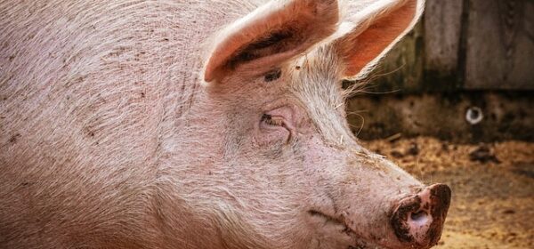 Can Pigs Recognize Their Owners