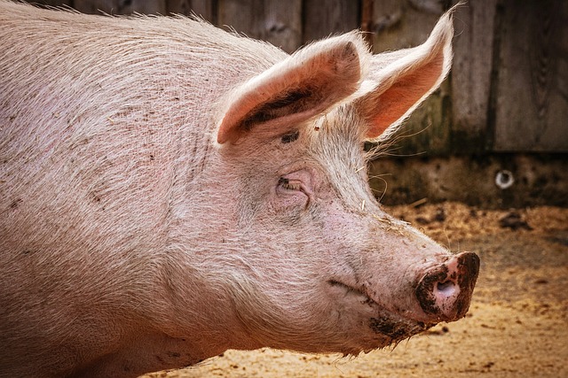 Can Pigs Recognize Their Owners
