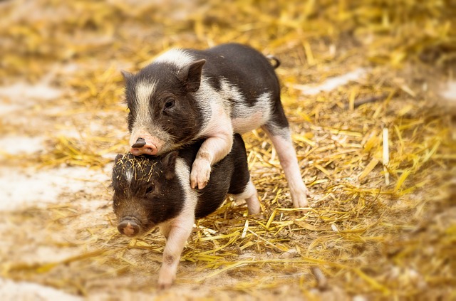 Do Pigs Play