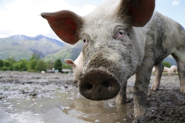 How Much Water Should a Mini Pig Drink Per Day