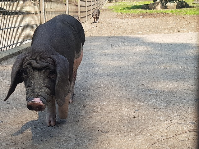 Large Black Pig
