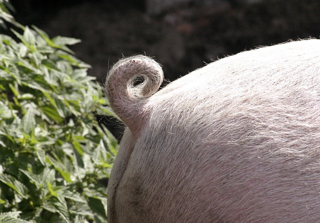 Why Do Pigs Have Curly Tails